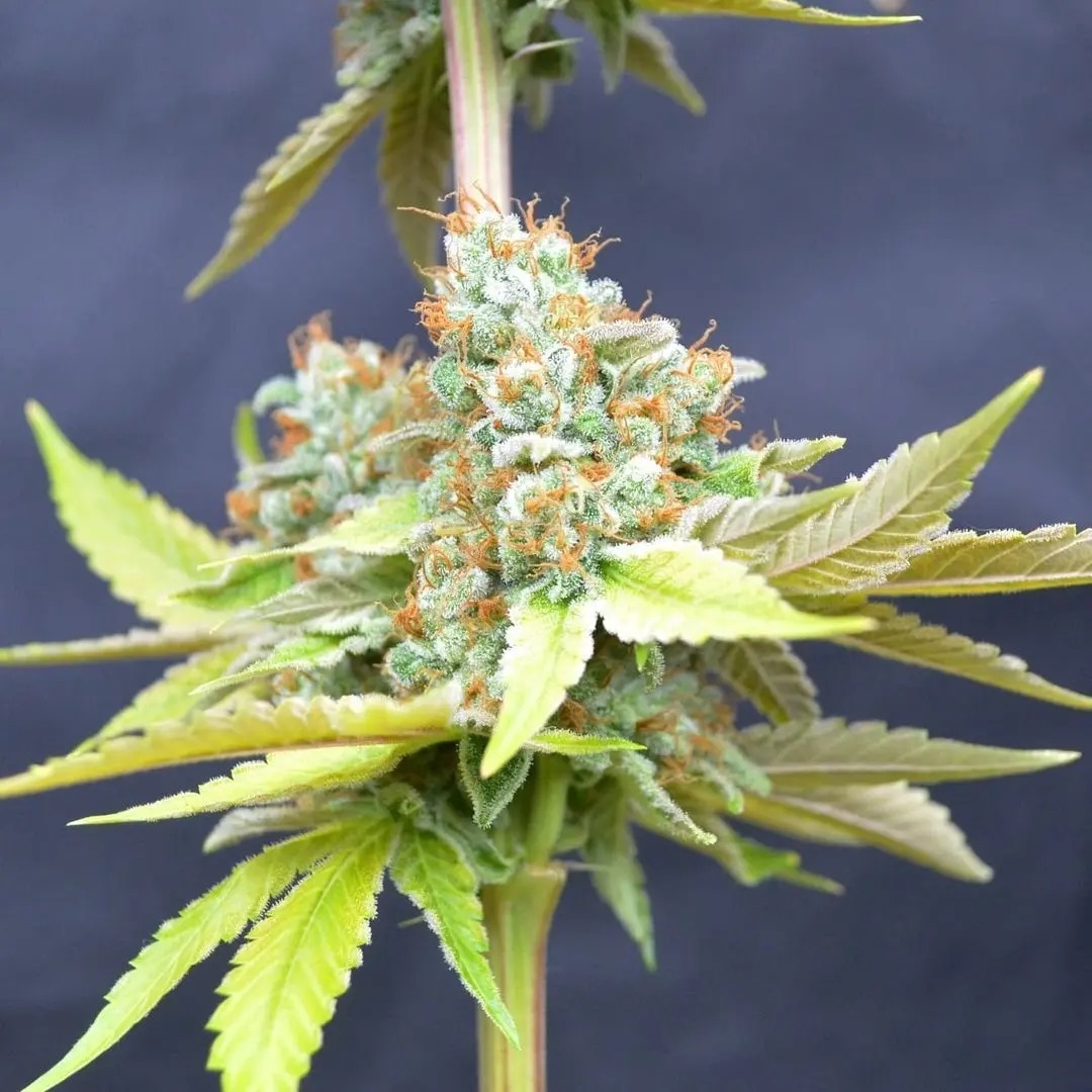 Cannabis club hamburg – Blütenbande e.V. Hamburg